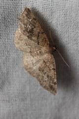 Homochlodes disconventa