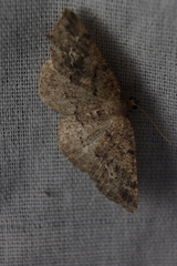 Homochlodes disconventa