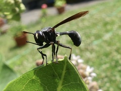 Physocephala floridana