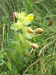 Rhinanthus alectorolophus