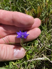 Gentiana pyrenaica