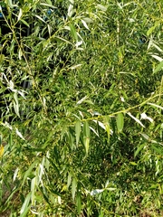 Salix