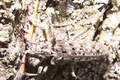Monochamus notatus