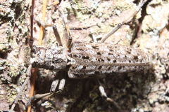 Monochamus notatus