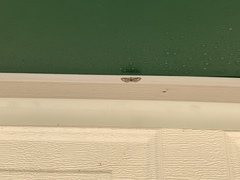 Eupithecia flavigutta