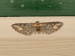 Eupithecia flavigutta