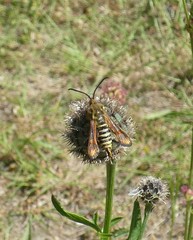 Bembecia ichneumoniformis