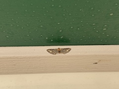 Eupithecia flavigutta