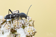 Chlorophorus sartor