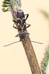Chlorophorus sartor