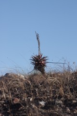 Aloe lineata