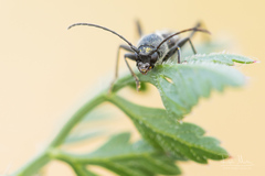 Chlorophorus sartor