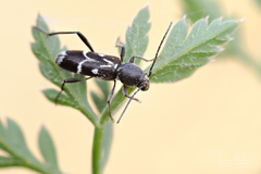 Chlorophorus sartor