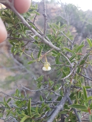 Diospyros ramulosa
