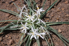 Leucocrinum montanum