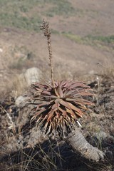Aloe lineata