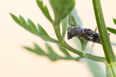 Chlorophorus sartor