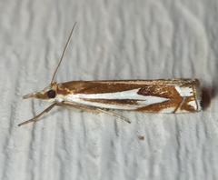 Crambus bidens