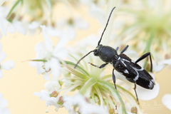 Chlorophorus sartor