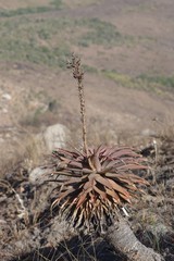 Aloe lineata