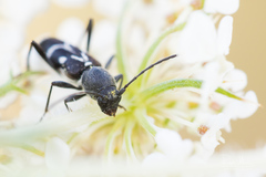 Chlorophorus sartor
