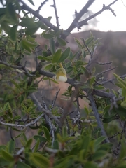 Diospyros ramulosa