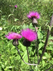 Cirsium heterophyllum