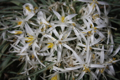 Leucocrinum montanum
