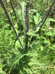Cirsium heterophyllum