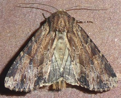 Apamea lignicolora