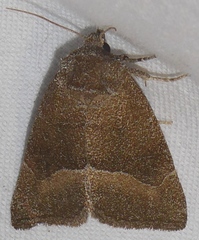 Plagiomimicus spumosum