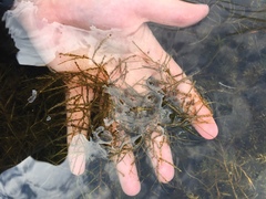 Potamogeton foliosus