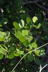 Pterocelastrus tricuspidatus