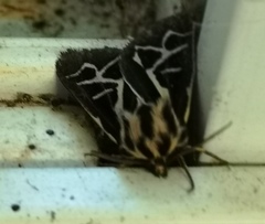 Apantesis williamsii