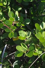 Pterocelastrus tricuspidatus