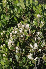 Pterocelastrus tricuspidatus