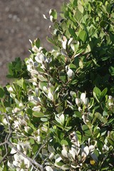 Pterocelastrus tricuspidatus