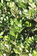 Pterocelastrus tricuspidatus