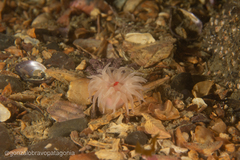Isoparactis fionae
