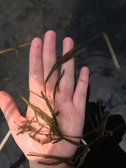 Potamogeton zosteriformis