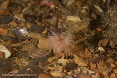 Isoparactis fionae