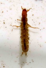Annulipalpia
