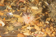 Isoparactis fionae