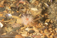 Isoparactis fionae