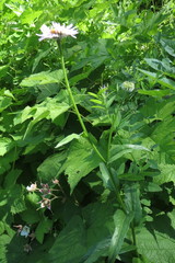 Eucephalus ledophyllus ledophyllus