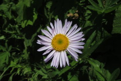 Eucephalus ledophyllus ledophyllus