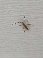 Protenor belfragei