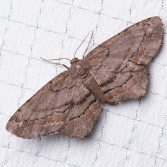 Hypagyrtis brendae