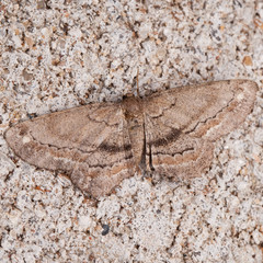 Hypagyrtis brendae