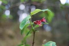 Lonicera mexicana